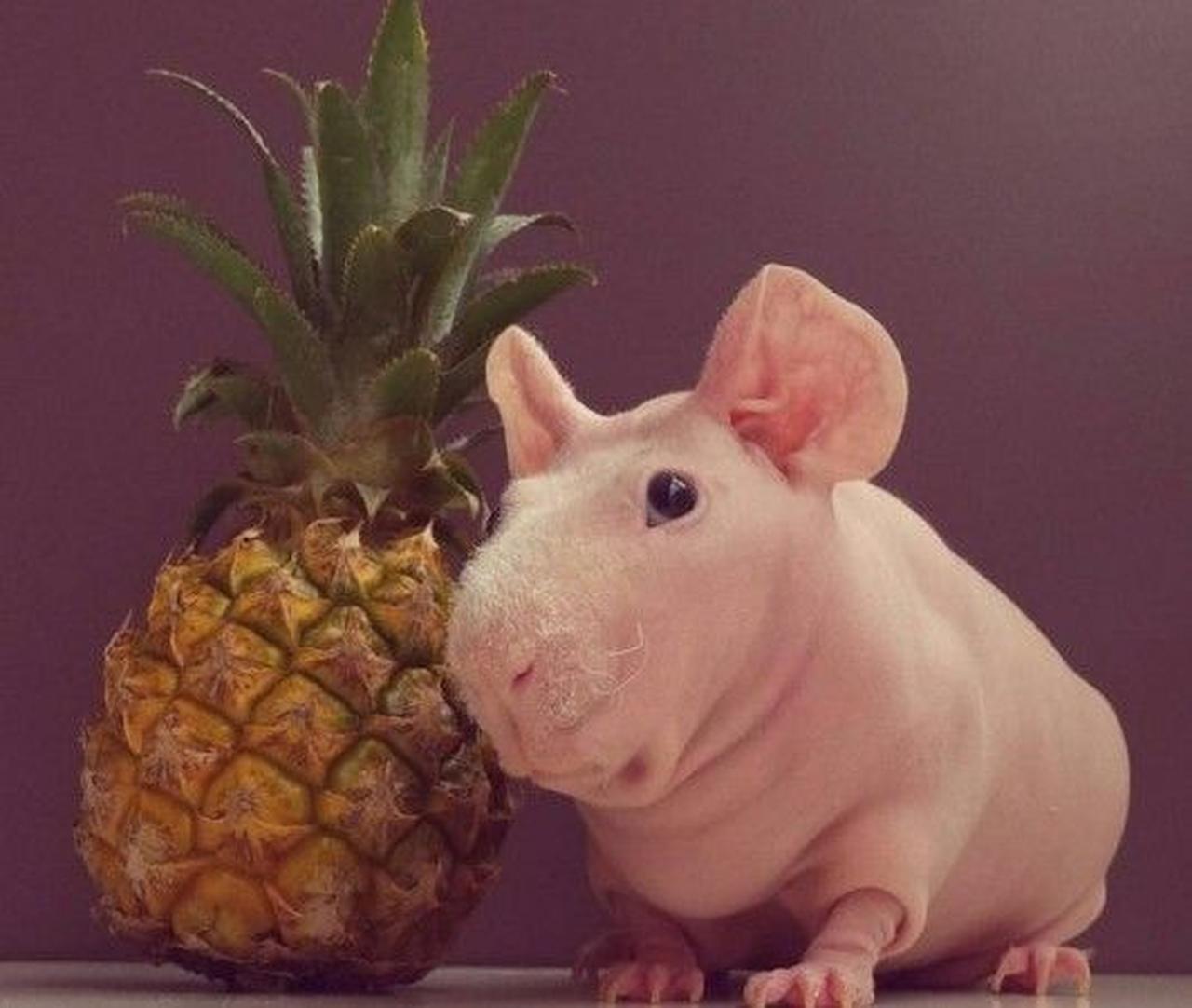 インスタグラムで話題のモデルは、名言好きなつるつるモルモット!