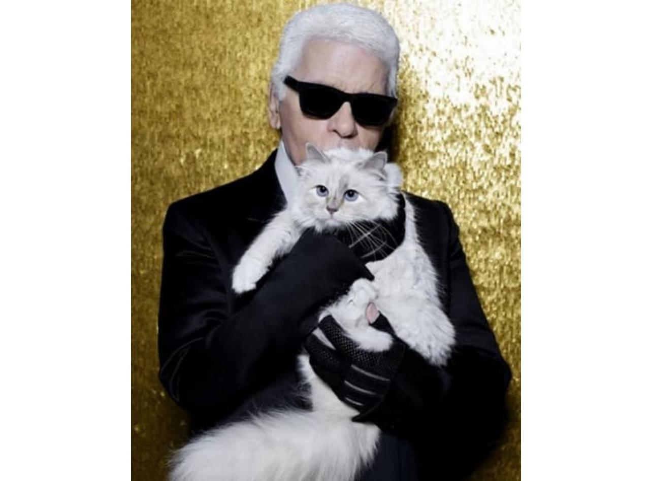 1年で3億6,000万円稼ぐ「世界一セレブなネコ」、シュペットとは?