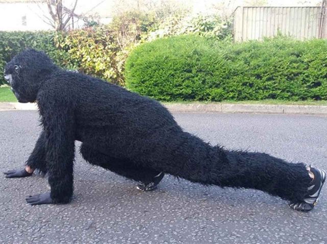 ロンドンマラソンを「這って完走」宣言のゴリラ、終了3日後も這い続けている