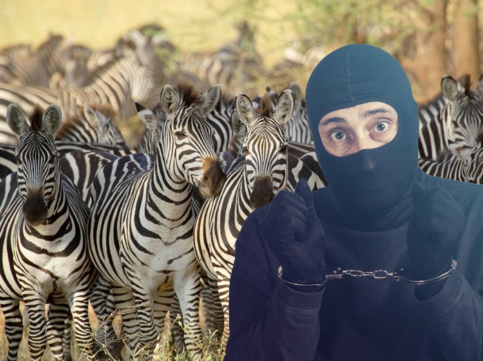 16歳の少年が動物園のシマウマゾーンへ侵入!好きな女の子の番号をゲットするため