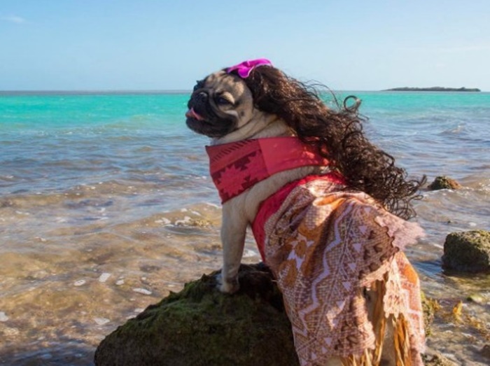 パグ犬が「モアナ」に変身！世界的インスタグラマー犬のパロディ動画が可愛すぎる