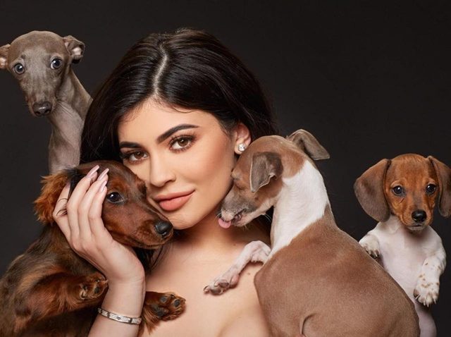 インスタアカを持っているセレブの愛犬7、フォロワー数ランキング