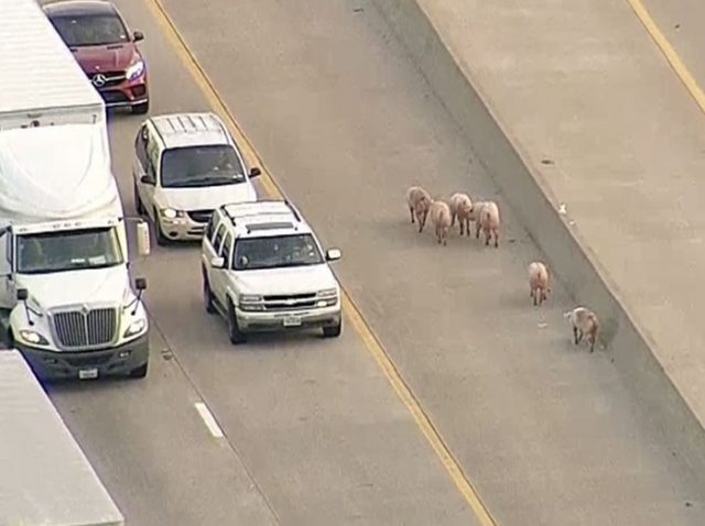 大阪に続き今度はアメリカで…195頭のブタが高速道路で逃走