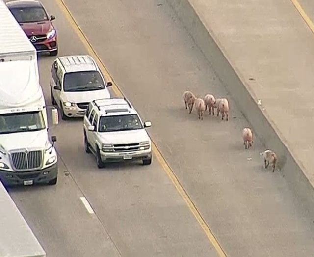 大阪に続き今度はアメリカで…195頭のブタが高速道路で逃走