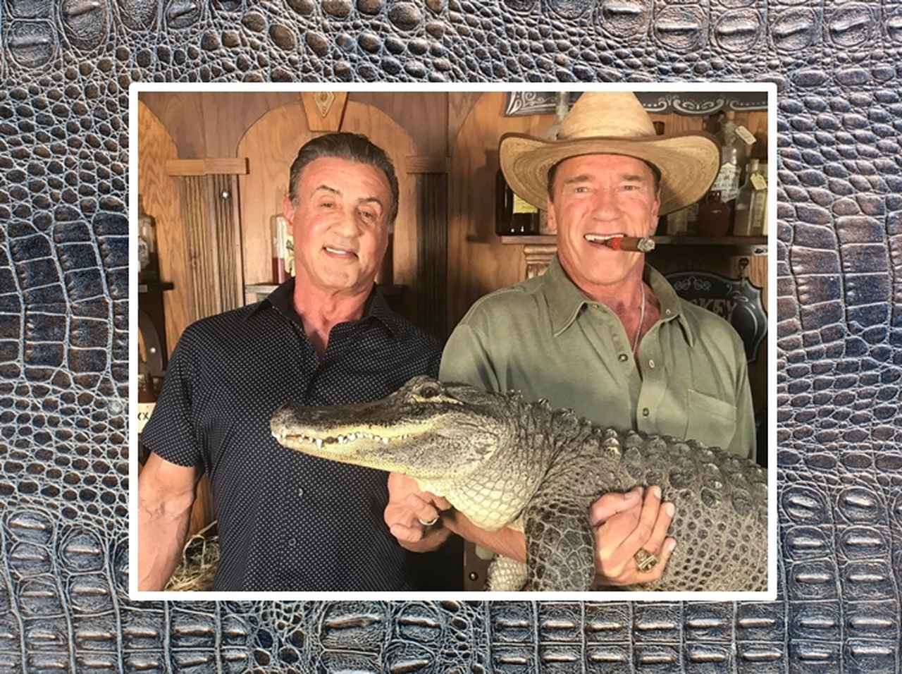 シュワちゃんとスタローンが巨大ワニを捕獲!?　2人の気迫にワニもダンマリ