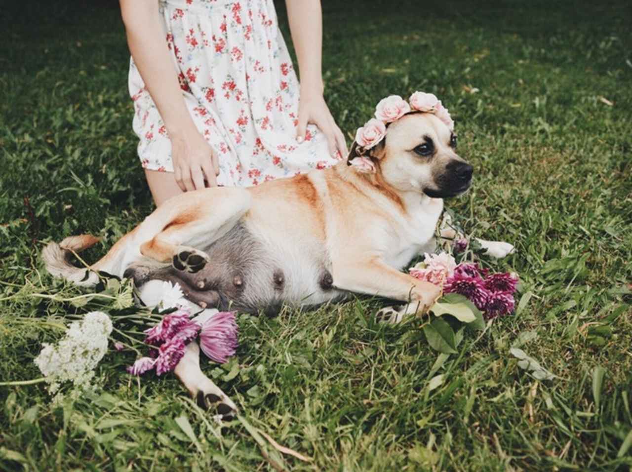 可愛すぎ!妊娠した犬のマタニティフォトに癒される