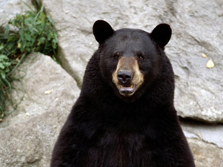 「痛い!」と思って起きたらクマに頭をかじられていた、さてどうする?