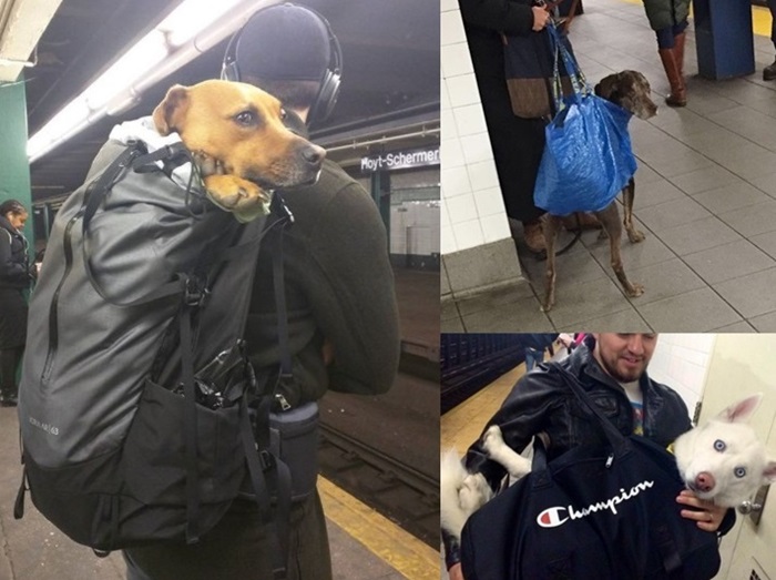 「鞄に入らない犬は地下鉄禁止」新ルールにNYの愛犬家たちが大奮闘
