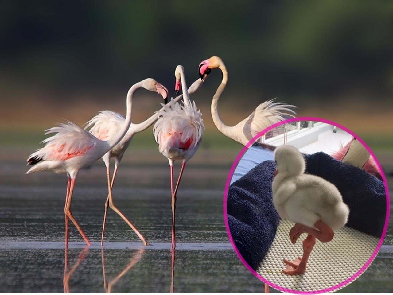 片脚立ちの練習をするフラミンゴの赤ちゃんがかわいすぎて骨抜き状態
