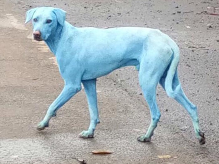 川から出てきた犬の体がブルーに変色!そのワケは?