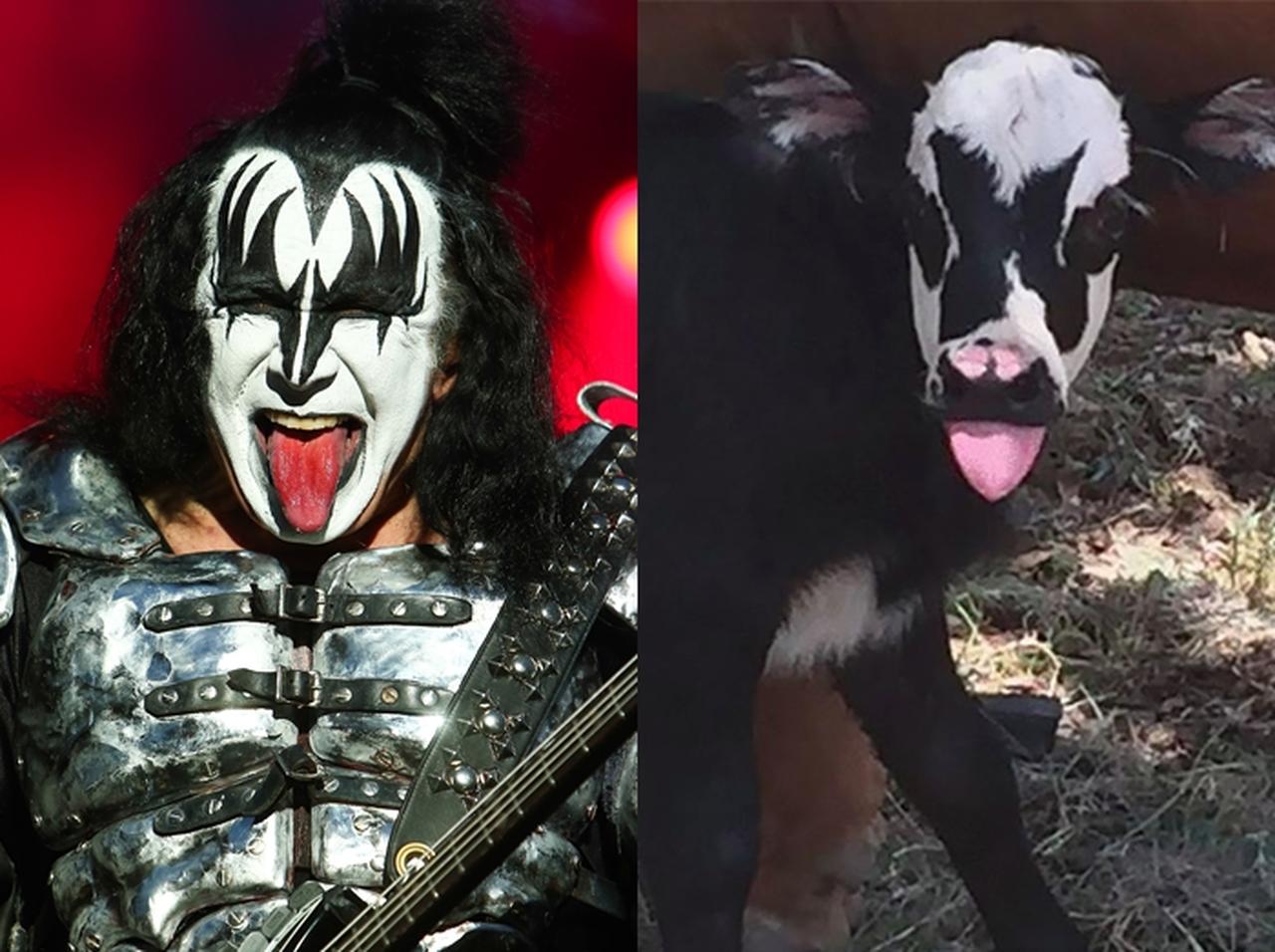 アメリカでキッスのジーン・シモンズ激似の子牛が誕生し、本人反応