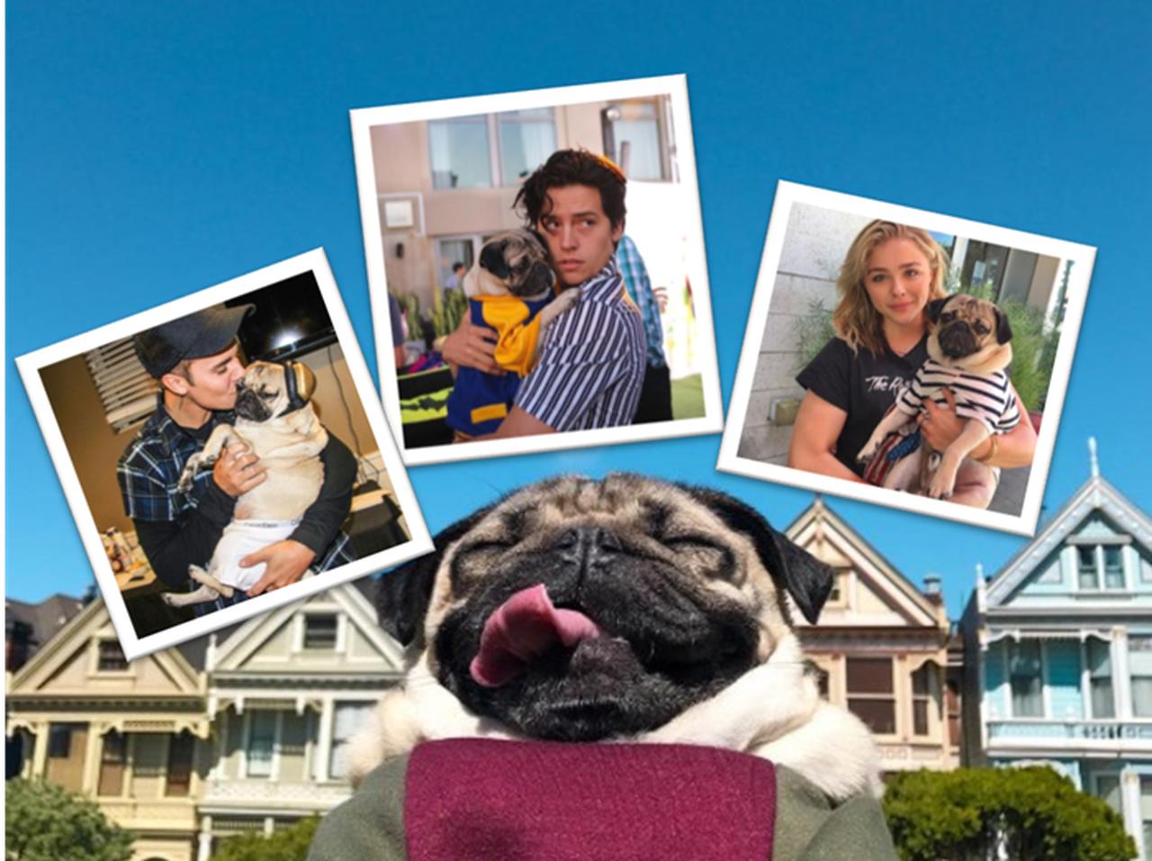 フォロワー200万以上のコスプレ犬、セレブの前ではやっぱり緊張?