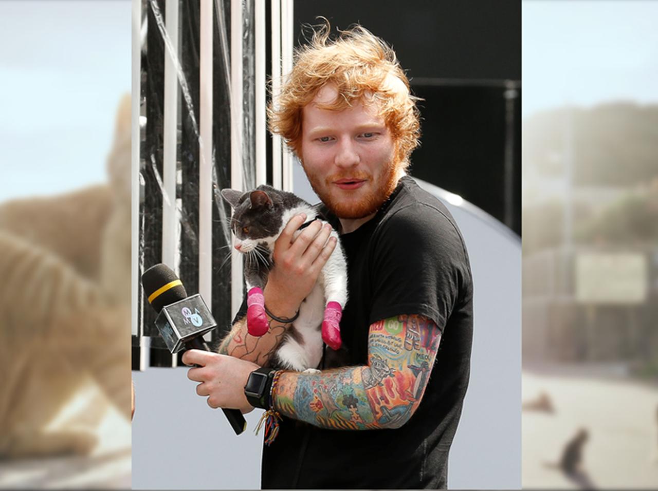 日本の自治体がネコ好きエド・シーランへ愛のビデオレター！この思いエドに届くか？