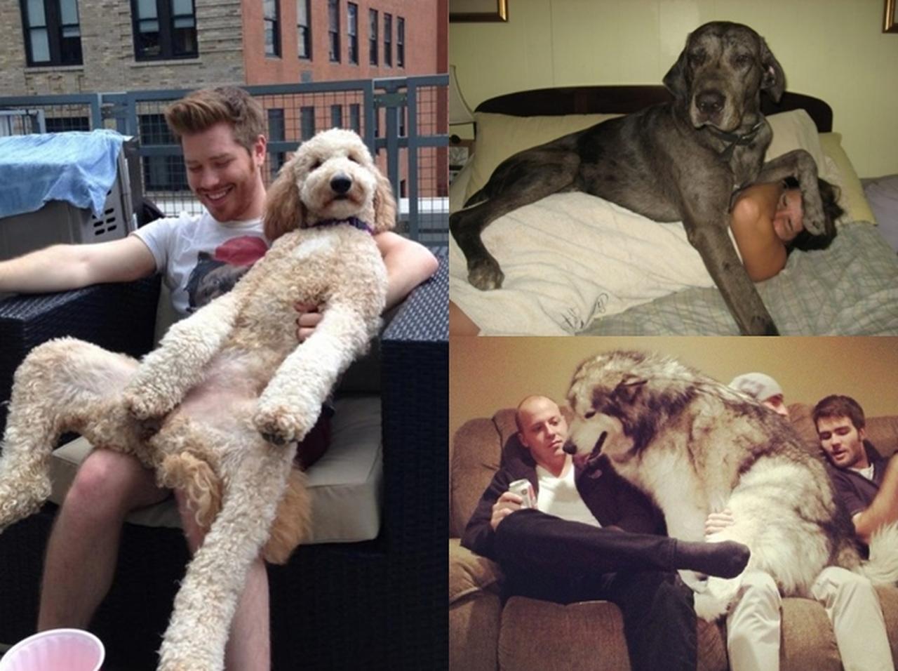 小型犬ですけど何か? 自分の大きさをわかっていない犬の写真が愛くるしい