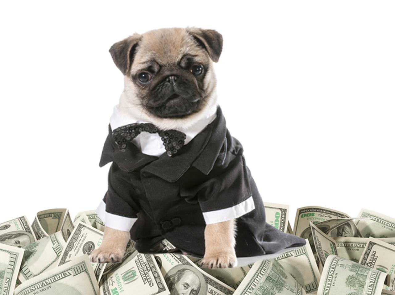 公費2千万を横領して愛犬にタキシードを購入した女性に世間が異例の反応