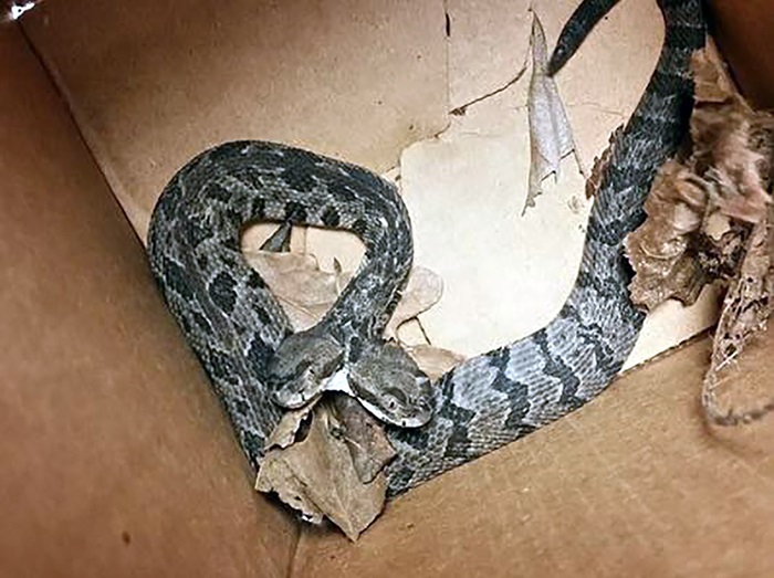 頭を2つ持つヘビが登場し、奇妙すぎる姿に大騒ぎ