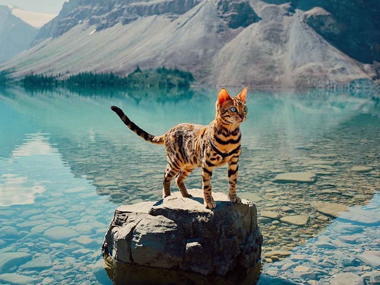 フォロワー20万人！ネコ界のインフルエンサー、ヒョウ柄のネコの旅する姿が美しすぎる