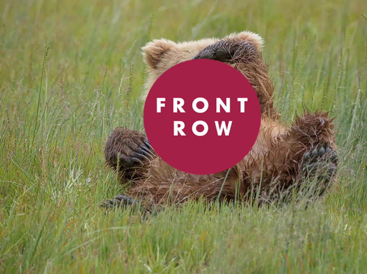 寝っ転がりながら敬礼する野生のクマが話題!可愛すぎる姿に胸キュン