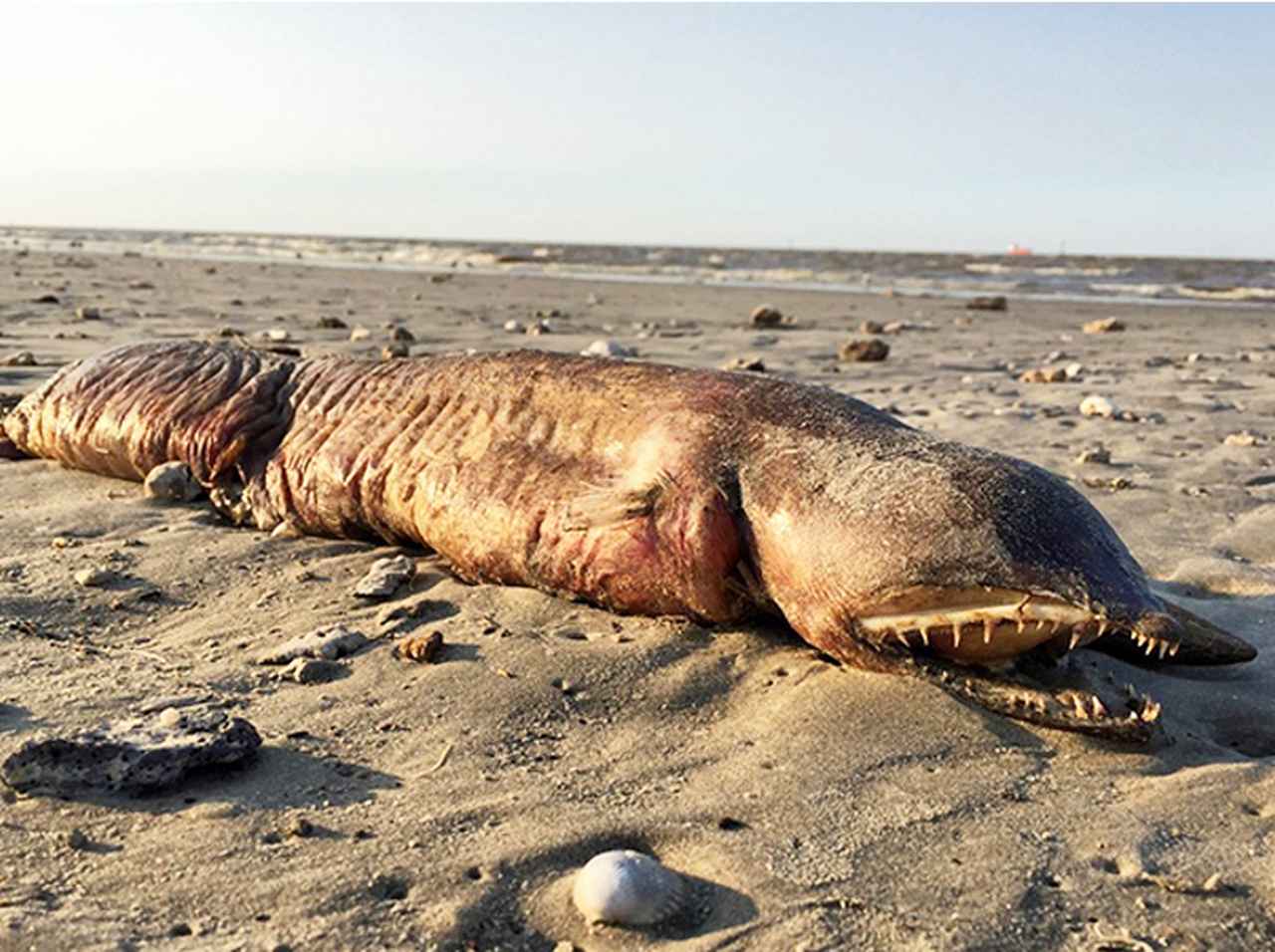 ハリケーン後に姿を現した目の無い「謎の生物」がまるでエイリアン！これは一体？