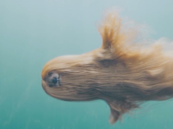 水の中を華麗に泳ぐ「マーメイド・ドッグ」に全米がザワつく