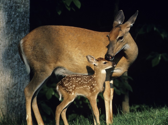 シカがわずか2時間でチャペル破壊、地元民「信じられない」