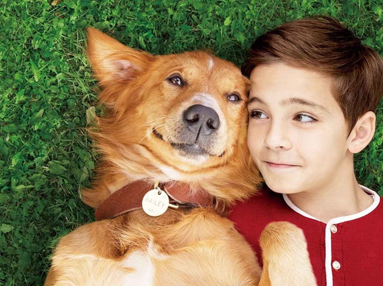 犬のピュアで一途な愛に涙！『僕のワンダフル・ライフ』主演犬の起用秘話も泣ける