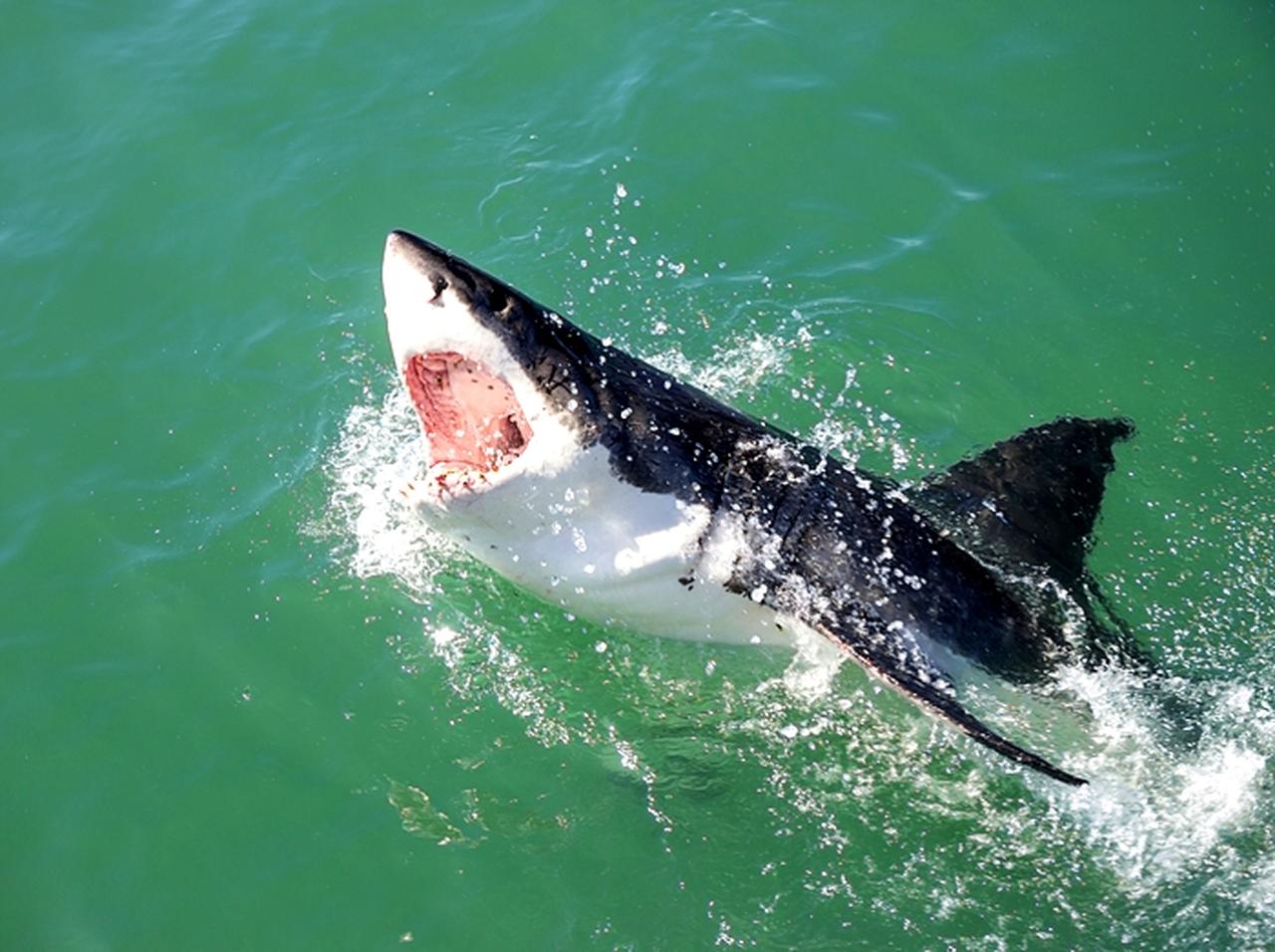 【動画あり】プールに迷い込んだサメを抱きかかえて海へ戻した女性に驚愕