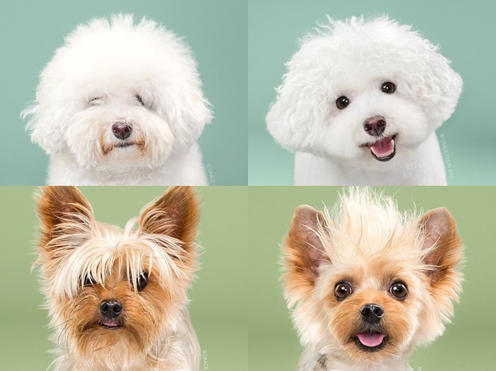 トリミングした犬の「ビフォーアフター」写真が可愛すぎる