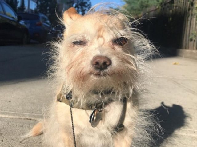 マーベル作品の人気女優クリステン・リッターが溺愛する「ブサカワ」犬が愛おしい