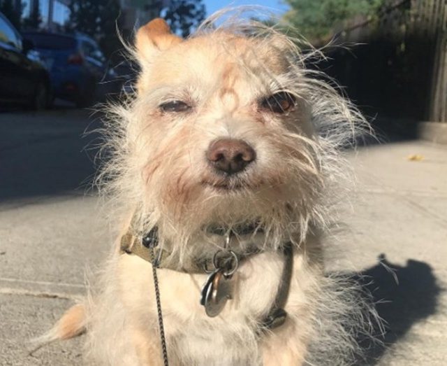 マーベル作品の人気女優クリステン・リッターが溺愛する「ブサカワ」犬が愛おしい
