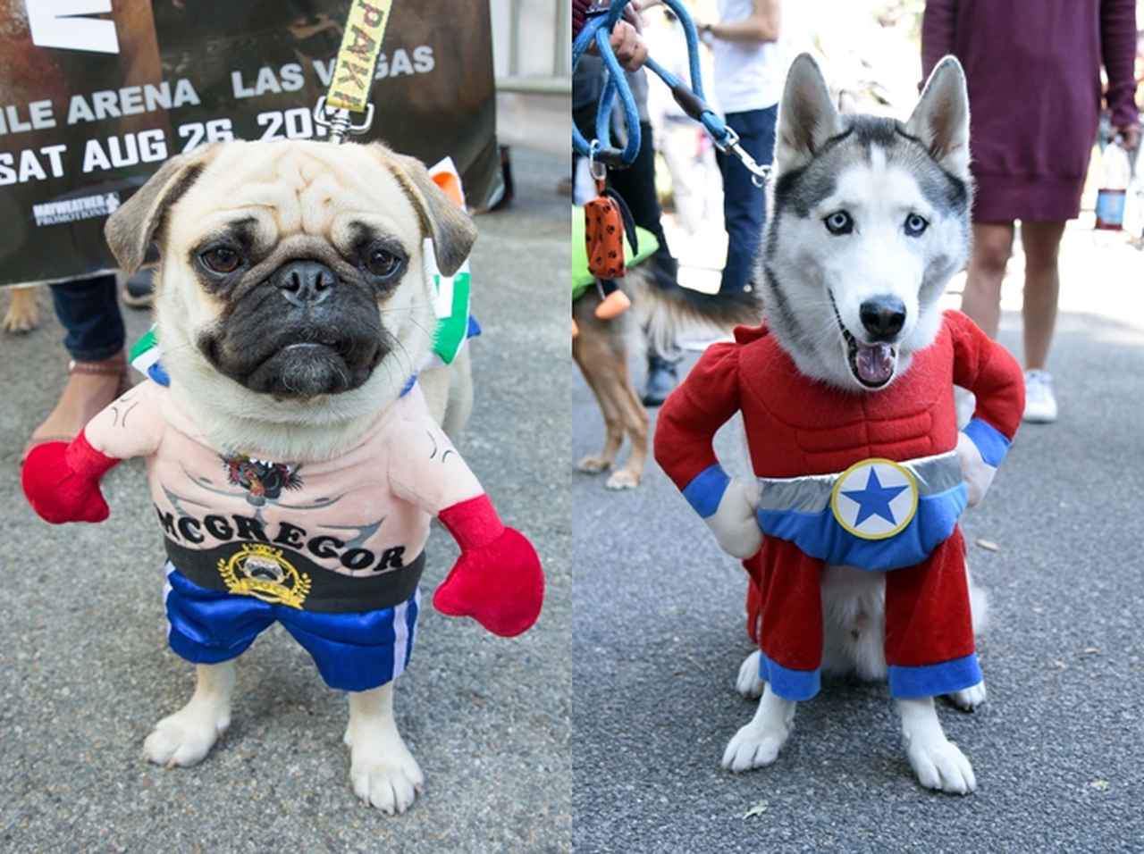 犬もハロウィンをエンジョイ!可愛すぎるハロウィンコスプレ犬が大集合