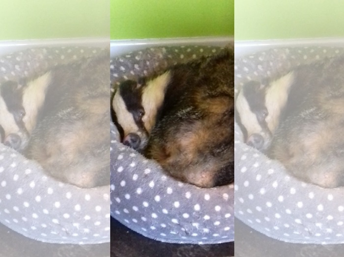 家に泥棒に入った野生のアナグマ、バレないように飼い猫のふりをする