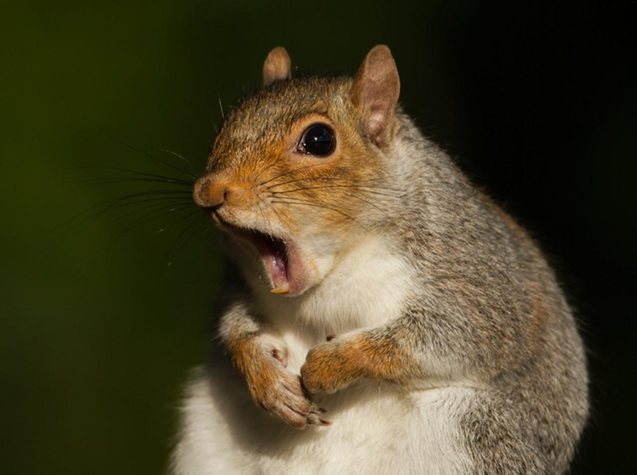 アメフトの試合に乱入したリスが、まさかのタッチダウンで大盛り上がり