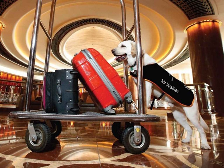 オーストラリアの名門ホテル、コンシェルジュはなんと犬
