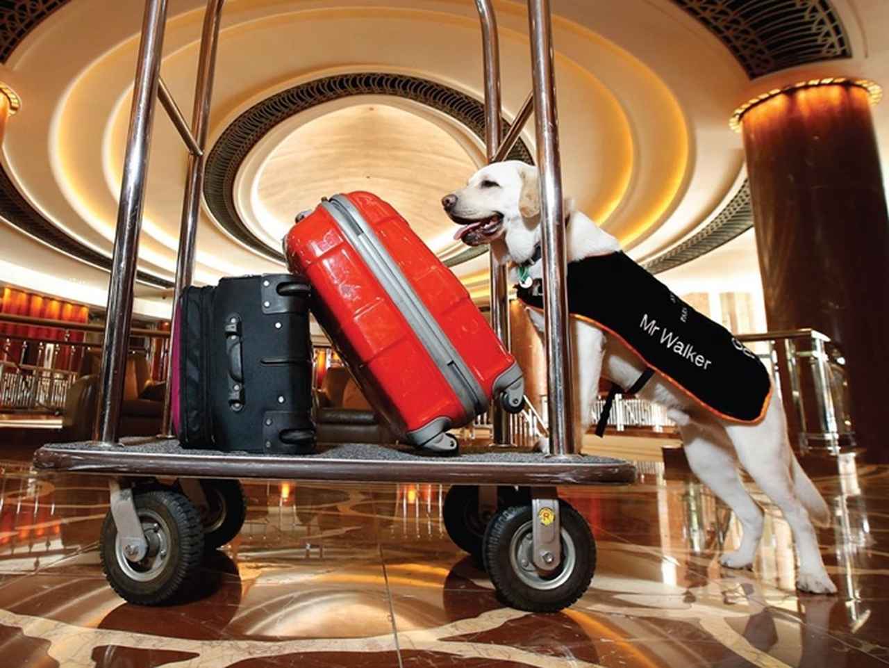オーストラリアの名門ホテル、コンシェルジュはなんと犬