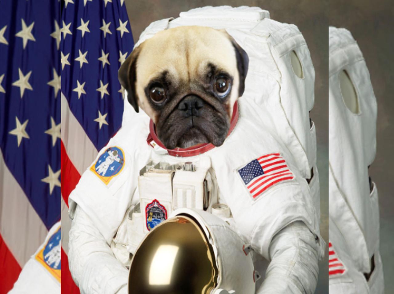 セクハラ事件の犯人たちの顔を「愛され犬」に変えるグーグル拡張機能が秀逸すぎる