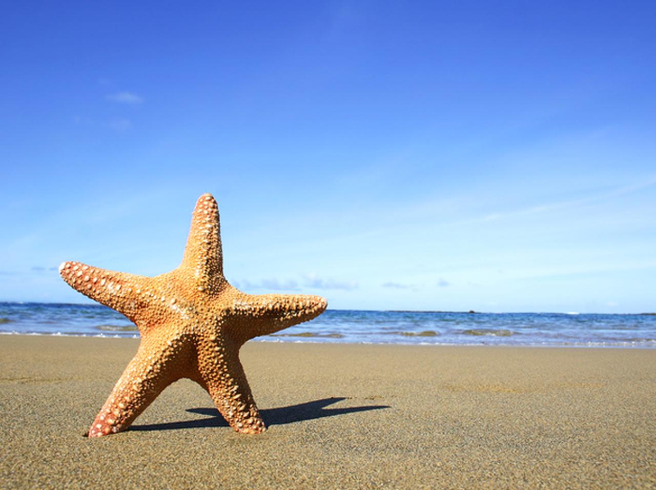 まるでエイリアン!ビーチを散歩する「ヒトデ」の様子が気持ち悪すぎる