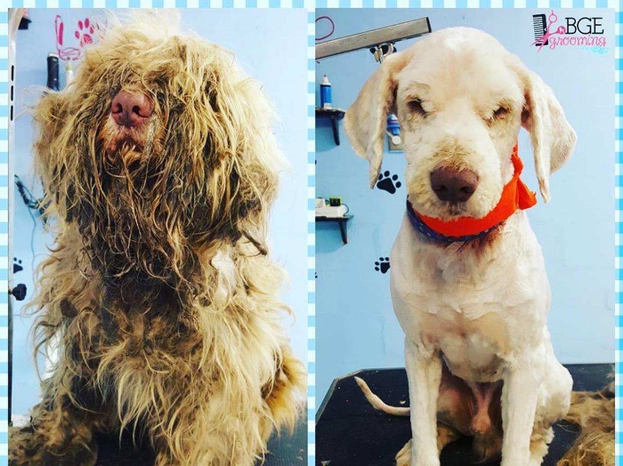 顔も見えないほど毛むくじゃらな捨て犬が、2時間かけて美しく大変身