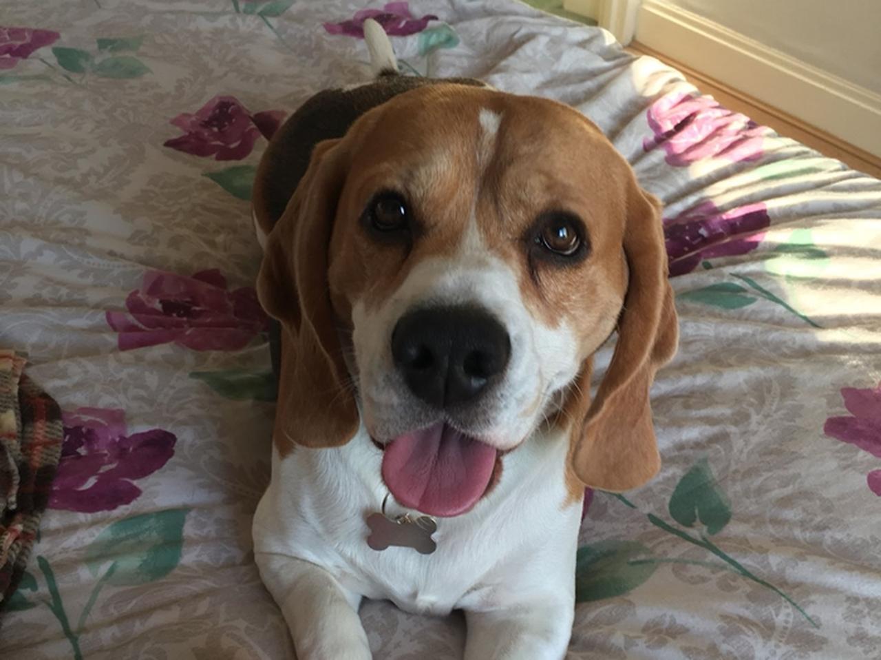 トランプ大統領がビーグル犬の耳の中にこっそり隠れていた!?