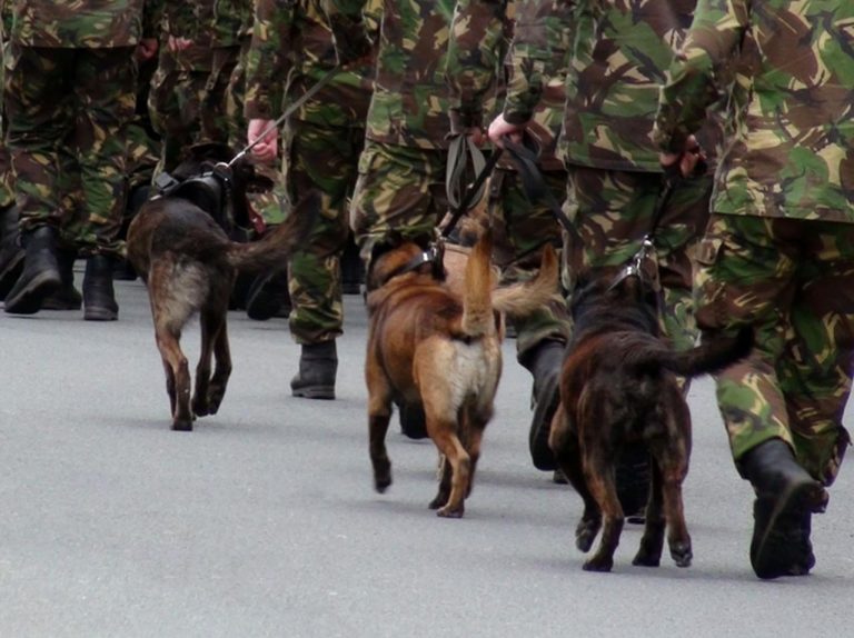 人間のために働いてきた軍用犬が殺処分へ、兵士が立ち上がる