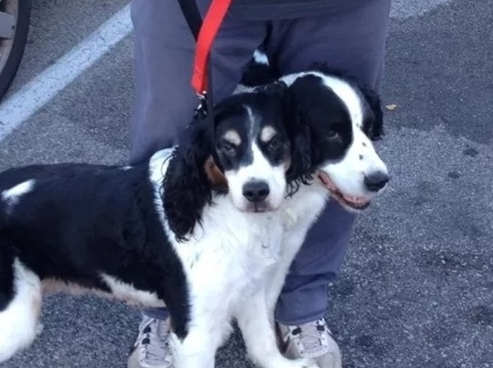 頭が2つある犬の写真にぞっとする