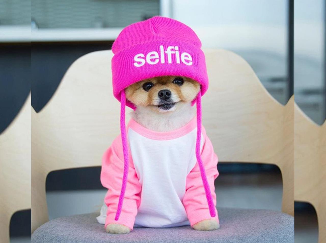 驚異のインスタフォロワー数！「世界で最も有名なペットたち」に癒されよう