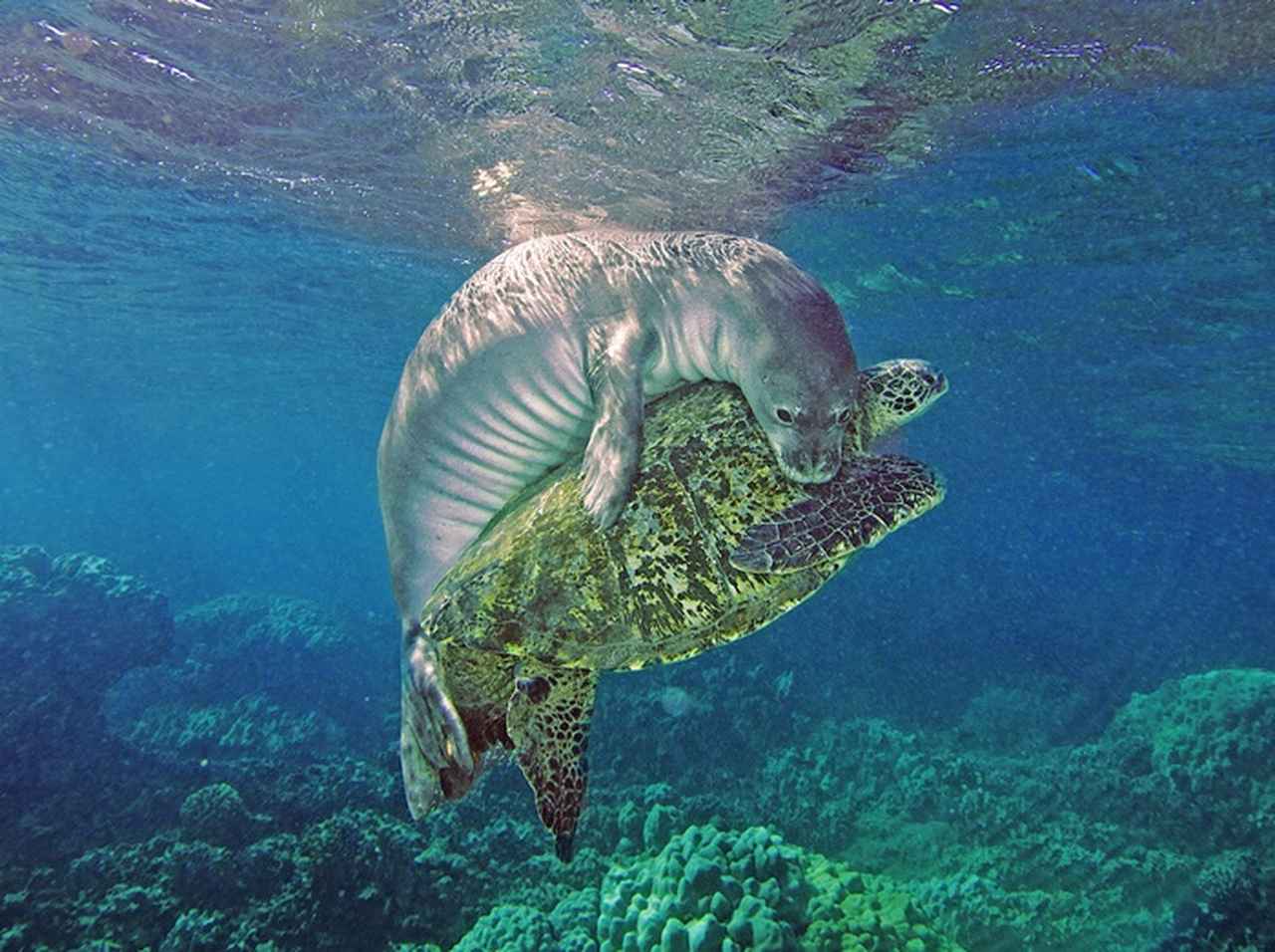 「後ろからギュッ」ウミガメとアザラシがじゃれ合う姿が可愛すぎる