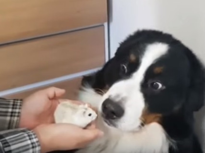 【爆笑】ハムスターを異常に怖がる犬の表情がやばい