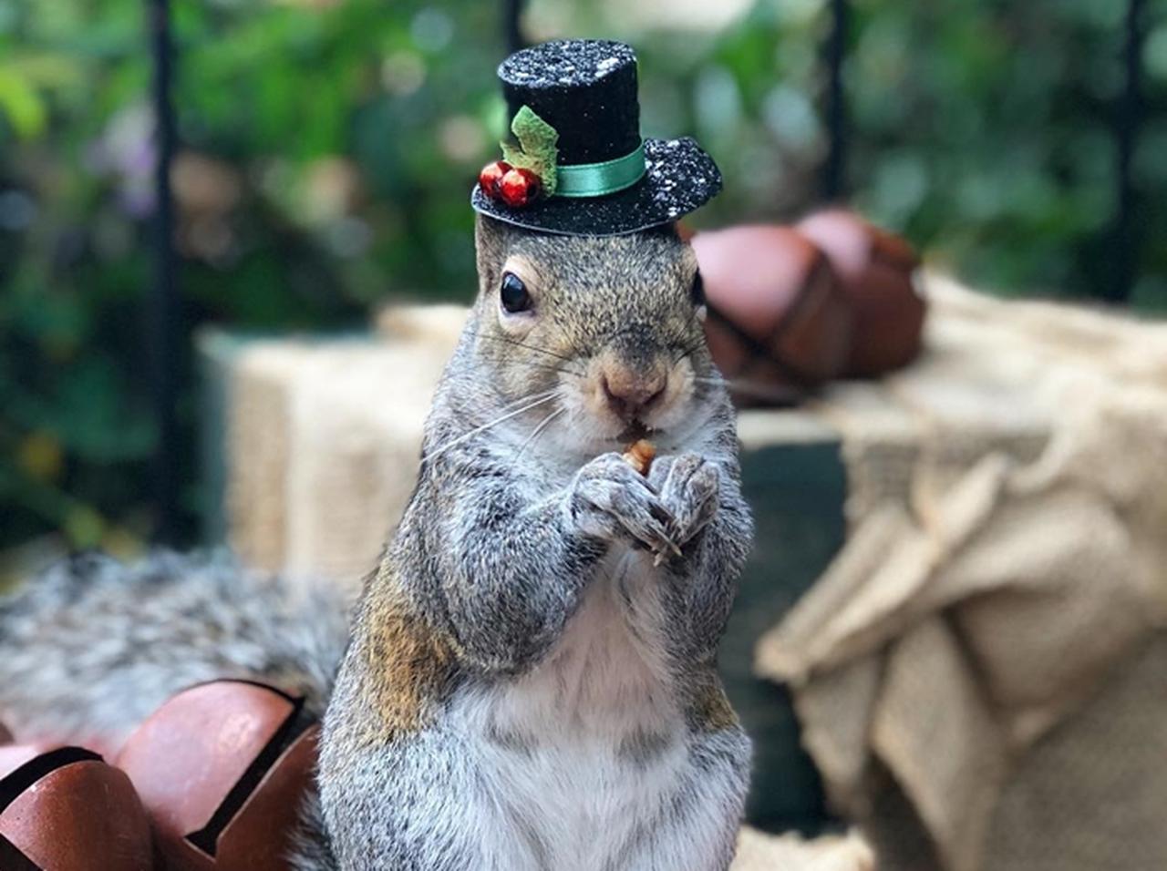 鶴の恩返しならぬ「リスの恩返し」8年前に救ったリスが毎日訪問