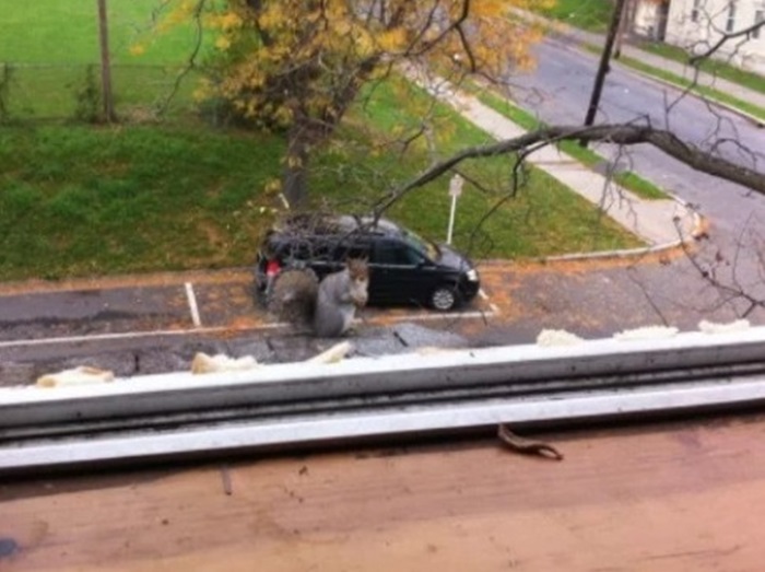 車と同じサイズのリスに思わず二度見