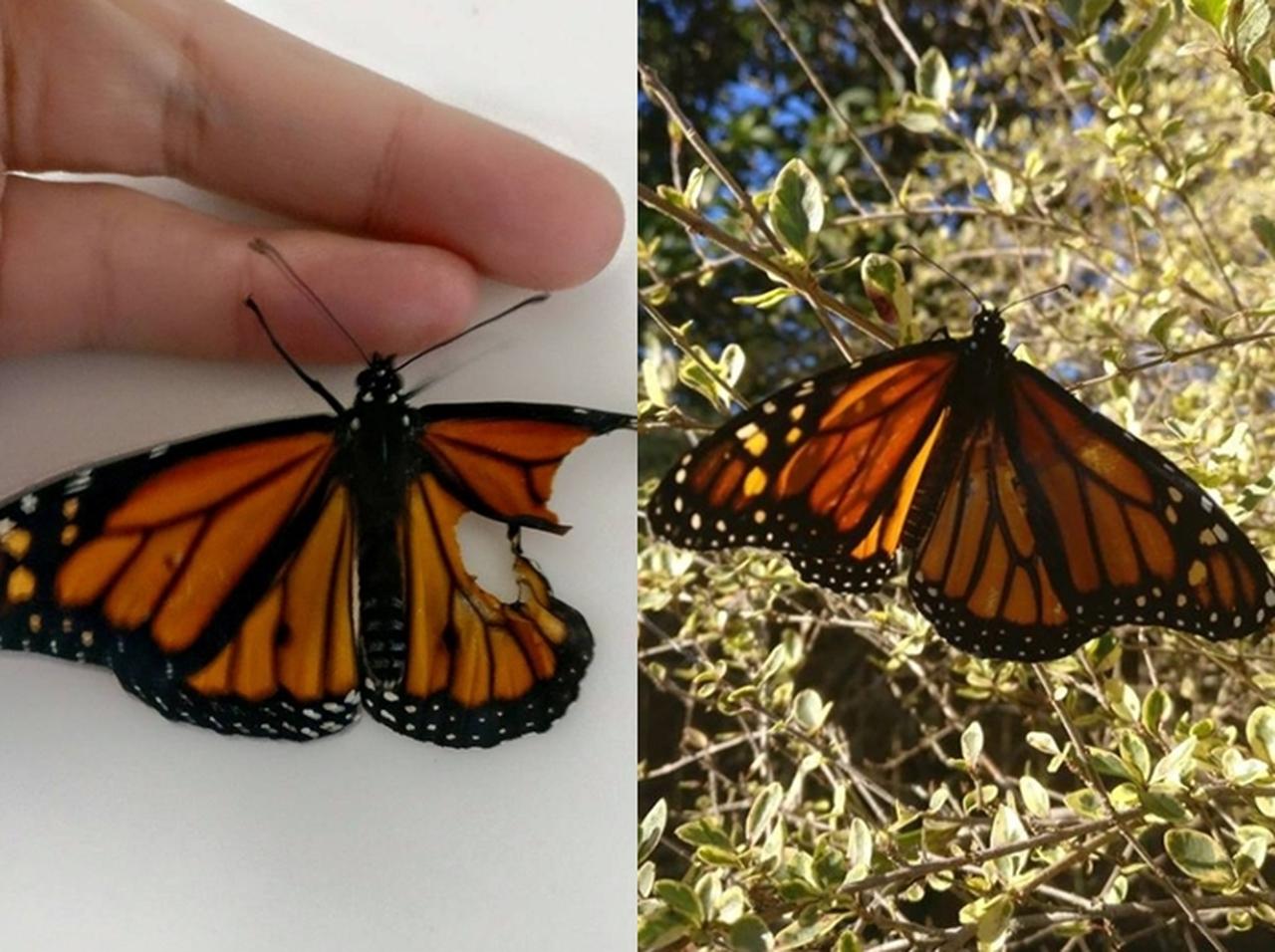 生まれつき羽が欠けている蝶、神ワザを持つ女性によって大変身