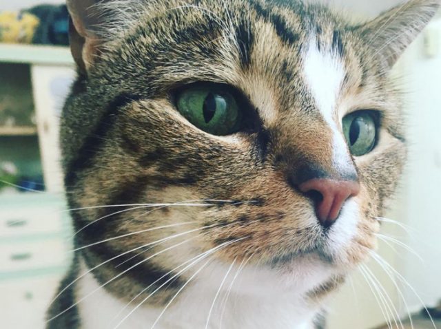 美容室で「働く」看板猫に癒される