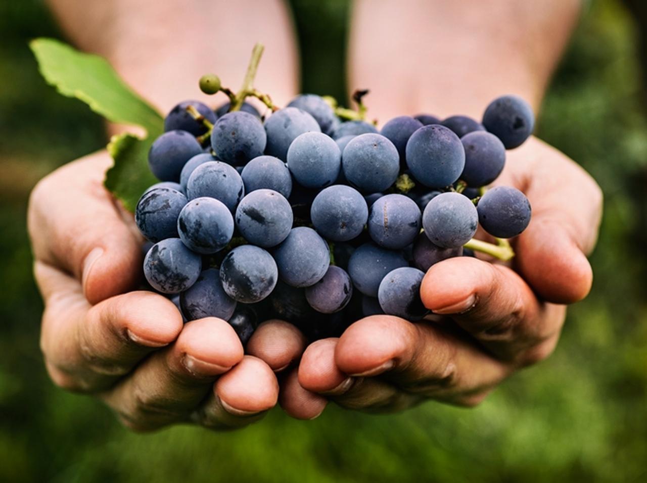 「ブドウを半分あげる」、姉の優しい言葉に弟がしでかしたミス