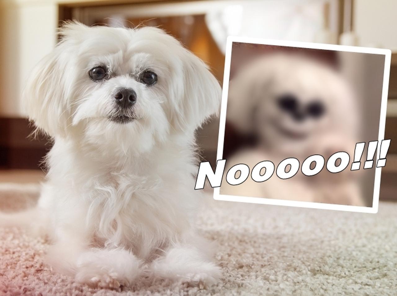 ある母親がマジメに娘の「愛犬」のコスプレをした結果